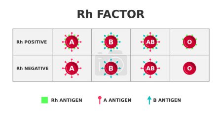 Rh-Faktor-Blutgruppensystem. Rh positiv auf Rh negativ. Rhesus-D-Antigen auf der Oberfläche roter Blutkörperchen. Bedeutung bei der Bluttransfusion. 85% der Menschen sind Rh-positiv. Vektorillustration.