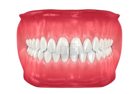 Téléchargez les photos : Dents humaines saines avec occlusion normale. Illustration 3D dentaire médicalement précise - en image libre de droit