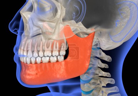 Photo for Human head in xray view and marked Jaw. Dental 3D illustration - Royalty Free Image