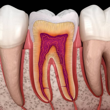 Foto de Anatomía molar en detalles. Ilustración 3D de dientes humanos - Imagen libre de derechos