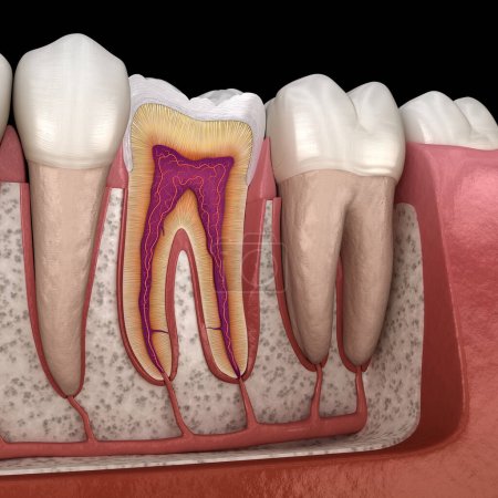 Téléchargez les photos : Anatomie molaire en détail. Illustration 3D des dents humaines - en image libre de droit
