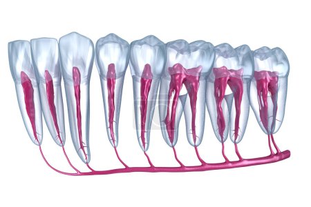 Zahnwurzelanatomie, Röntgenbild. Medizinisch korrekte zahnärztliche 3D-Illustration