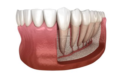Foto de Anatomía de la raíz dental de la encía y los dientes humanos mandibulares, vista de rayos X. Ilustración 3D de dientes médicamente precisos - Imagen libre de derechos