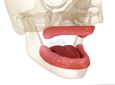 Photo for Mouth without teeth. Medically accurate dental 3D illustration - Royalty Free Image