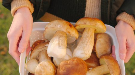 Photo for A mushroom picker holds a basket of boletus mushrooms collected in the forest on an autumn evening, close-up view from above. - Royalty Free Image