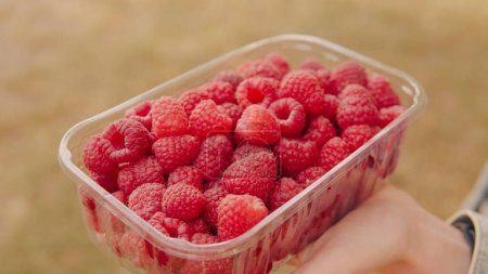 Photo for Appetizing raspberries in the box in hands of a farmer, close-up of fresh raspberries in the garden. - Royalty Free Image