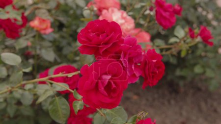 Photo for Beautiful fresh roses in the city. Natural background, large inflorescence of roses on a bush. Close-up high quality nature shot. - Royalty Free Image