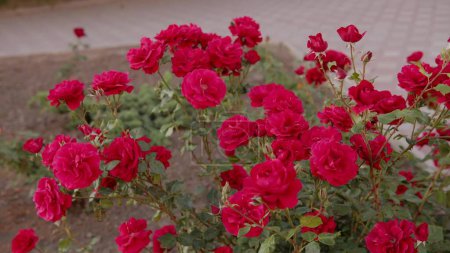 Photo for Beautiful fresh roses in the city. Natural background, large inflorescence of roses on a bush. Close-up high quality shot. - Royalty Free Image