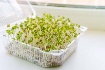 Photo for Green radish sprouts. Healthy organic food micro greens bio organic edible harvest. Healthy eco gardening, ecology, home business, growing seeds, home gardening concept. - Royalty Free Image