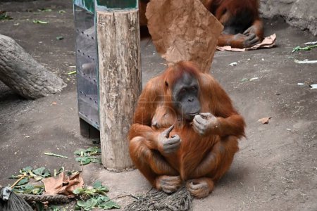 Foto de Orangután de Sumatra descansando, en cautiverio, - Imagen libre de derechos