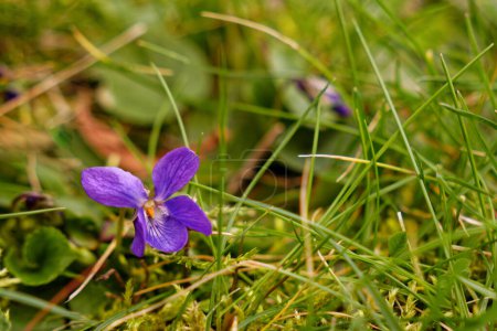 Hermosa flor de viola odorata en hierba en primavera