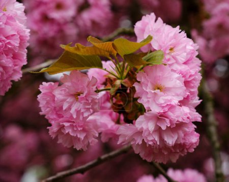 Beautiful blooming sakura tree close up detail in Spring