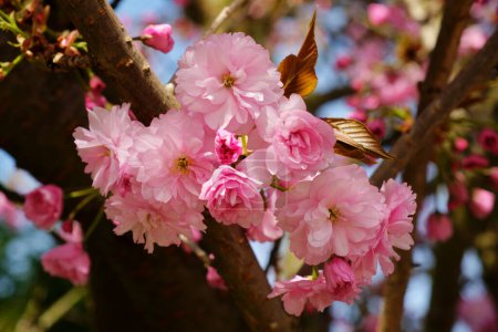 Beautiful blooming sakura tree close up detail in Spring