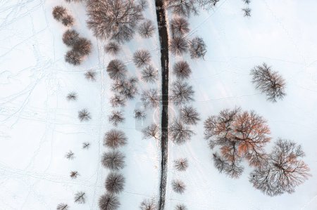 Photo for Top down drone aerial view of bare deciduous trees lit with the yellow glow of the setting sun along a bike or running path in winter with bright white snow with footprints covering the ground below. - Royalty Free Image