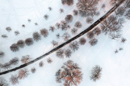Photo for Top down drone aerial view of bare trees lit with the yellow glow of the setting sun along a curved path in winter with bright white snow with footprints covering the ground below. - Royalty Free Image