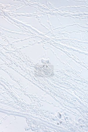Foto de Aerial top down photograph of a snow angel imprint and people's footprints and tracks on fresh white snow in winter. - Imagen libre de derechos