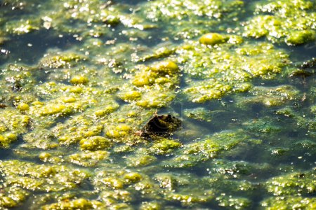Téléchargez les photos : Part of a log or branch resembling a turtle head sticks up in some bright green pond scum or algae covered water reflecting and shimmering in the bright sunlight. - en image libre de droit