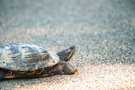 Téléchargez les photos : Wildlife photograph of a large painted turtle crawling across a blacktop paved bike path as the sun reflects off the surface. - en image libre de droit