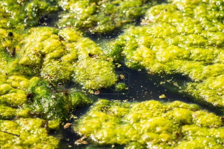 Téléchargez les photos : Nature background photograph of a thick layer of pond scum or algae covering the water surface in bright green bubble shaped texture glistening in the sunlight. - en image libre de droit