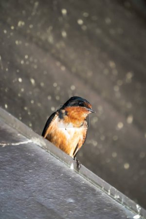 Photo for A common barn swallow bird sits perched with wings folded back on a painted black steel beam as it looks out. - Royalty Free Image