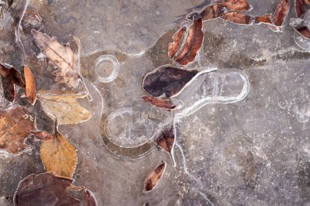 Foto de Imagen de fondo de la naturaleza invernal de un charco congelado con hojas de otoño y texturas de hielo formadas por burbujas de aire redondas y agua que fluye de nieve derretida y hielo. - Imagen libre de derechos