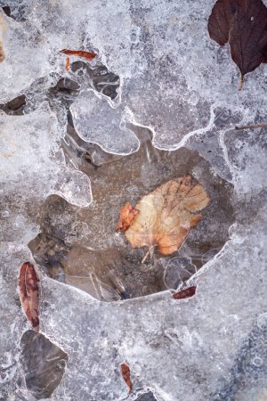 Foto de Un pequeño agujero dentado en un parche de nieve derretida y hielo con pequeñas hojas marrones de otoño pegadas a la superficie haciendo una gran imagen de fondo de invierno. - Imagen libre de derechos