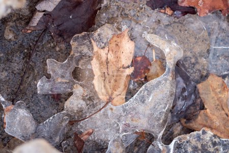 Téléchargez les photos : A brown autumn colored maple leaf sits on the surface of a patch of melting ice and snow with mud forming below. - en image libre de droit