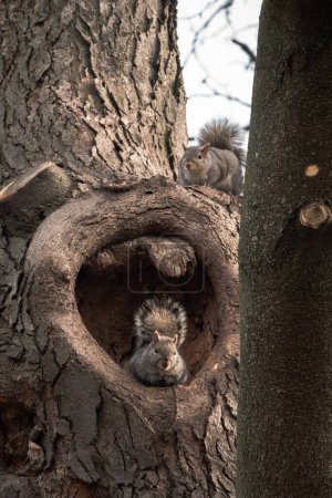 Photo for A closeup wildlife photograph looking up at two adorable common gray squirrels sitting up in a tree with one resting inside of a tree hollow or hole on a warm sunny winter day. - Royalty Free Image