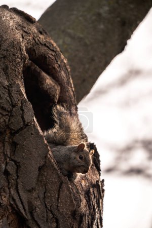 Téléchargez les photos : A wildlife photograph of a single common gray squirrel sitting in a tree hollow opening on a sunny day with golden sunlight lighting its fur. - en image libre de droit