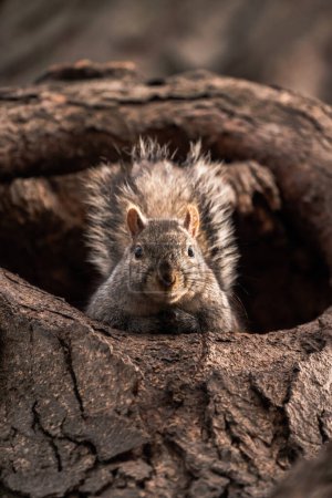 Foto de A close-up wildlife photograph looking straight up an adorable common gray squirrel sticking its head out of a large tree hollow or hole looking straight down at the camera. - Imagen libre de derechos