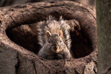 Photo for A close-up wildlife photograph looking straight up an adorable common gray squirrel sticking its head out of a large tree hollow or hole looking straight down at the camera. - Royalty Free Image
