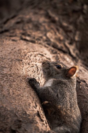 Foto de Wildlife photograph of a single common gray squirrel poking its head and body out of a small tree hollow with golden sunlight lighting up the tree and fur of the animal. - Imagen libre de derechos