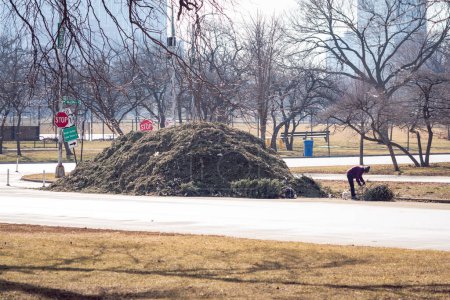 Téléchargez les photos : Chicago, IL - 8 février 2023 : Une personne retire les lumières de Noël d'un arbre sempervirent par une grande pile d'aiguilles de pin et de paillis de copeaux de bois après le programme annuel de recyclage des arbres de vacances. - en image libre de droit