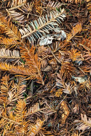 Photo for Close up photograph of a pile of brown, orange and green pine needle and branch pieces laying in the grass on the ground after the conclusion of Christmas tree recycling program. - Royalty Free Image