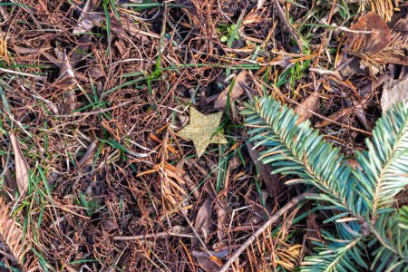 Foto de Fotografía de cerca de una pila de agujas de pino marrón y naranja que yacen en la hierba junto a una estrella de brillo amarillo y una rama de árbol de Navidad verde. - Imagen libre de derechos