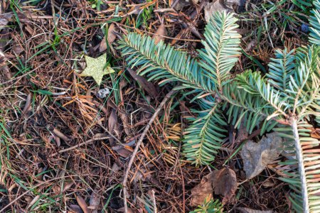 Téléchargez les photos : Photo rapprochée d'un tas d'aiguilles de pin brun et orange posées dans l'herbe à côté d'une étoile jaune pailletée et d'une branche verte d'arbre de Noël. - en image libre de droit