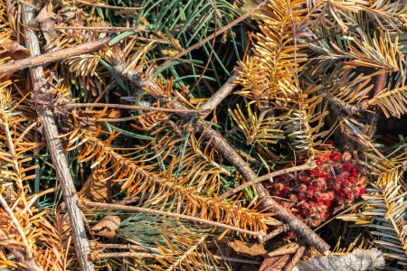 Photo for Close up photograph of a pile of yellow and brown pine needles laying on the ground with a small bunch of red sumac seeds. - Royalty Free Image