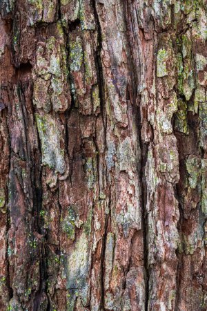 Téléchargez les photos : Photo rapprochée de l'écorce rugueuse d'un arbre brun sur un tronc d'arbre avec quelques dommages et lichen vert à la surface. - en image libre de droit