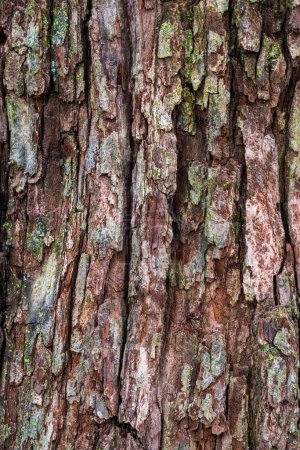 Foto de Fotografía de cerca de corteza de árbol marrón áspero en un tronco de árbol con algún daño y liquen verde en la superficie. - Imagen libre de derechos