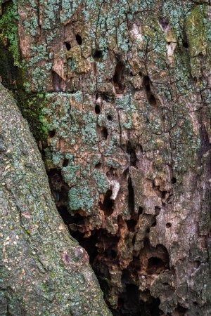 Photo for Close up photograph of a tree trunk with holes and rot caused by insects with green lichen on the bark. - Royalty Free Image