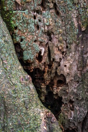 Photo for Close up photograph of a tree trunk with holes and rot caused by insects with green lichen on the bark. - Royalty Free Image