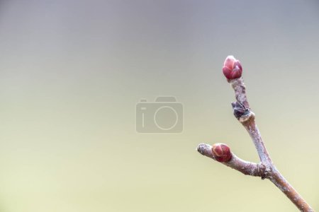 Photo for Close up photograph of a y-shaped tree branch or twig with closed red buds at the end in spring with blurred background and copy space. - Royalty Free Image