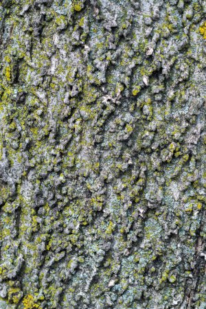Téléchargez les photos : Gros plan macro photographie de l'écorce d'un arbre texturé ressemblant à du liège provenant d'un hackberry nordique commun avec des crêtes et des vallées gris cendré ou brun et un lichen vert. - en image libre de droit