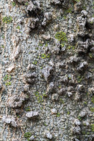 Foto de Fotografía macro de cerca de la corteza de un árbol texturizado de un arándano común del norte con verrugas rugosas de color gris ceniza o marrón y líquenes verdes en la superficie. - Imagen libre de derechos