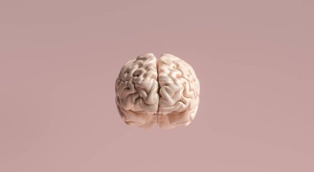 Téléchargez les photos : Modèle anatomique du cerveau humain - en image libre de droit