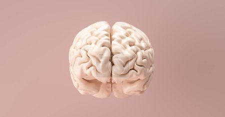 Modelo anatómico del cerebro humano