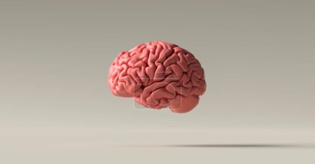 Anatomisches Modell des menschlichen Gehirns am Boden