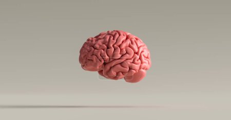 Human brain against, concept image for feminism and woman rights