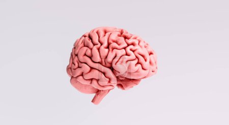 Téléchargez les photos : Modèle anatomique du cerveau humain, vue latérale - en image libre de droit