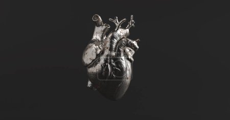 Corazón anatómico de plata. Imagen del concepto de anatomía y medicina.